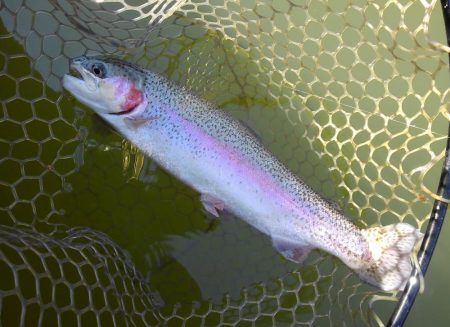 大安トラウトレイク 釣果